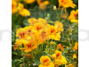 Nasturtium Golden Yellow Flowering Seeds