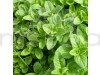 Oregano Herb Seeds