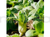 Pak Choy Vegetable Seeds