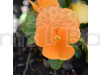 Pansy F1 Arancione Orange