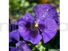 Pansy F1 Beconsfield Flowering Seeds
