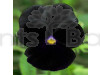 Pansy F1 Black Blotch Flowering Seeds