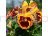 Pansy F1 Delta Fire Flowering Seeds