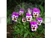 Pansy F1 Purple Smile Flowering Seeds