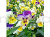 Pansy F1 Swiss Giant Flowering Seeds