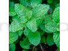 Peppermint Herb Seeds