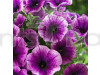 Petunia Grandiflora Purple Flowering Seeds