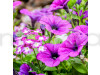 Petunia Grandiflora Violet Flowering Seeds