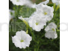 Petunia Grandiflora White Flowering Seeds