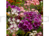 Phlox Beauty Mixed Color Flowering Seeds