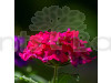 Phlox Beauty Red Flowering Seeds