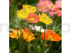 Poppy Iceland Nudicale Mixed Color Flowering Seeds