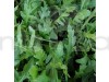 Rocket Arugula Wild Cut Leaves Herb Seed