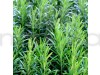 Rosemary Herb Seeds