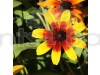 Rudbeckia Gloriosa Daisy Flowering Seeds