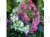 Schizanthus Angel Mixed Color Flowering Seeds