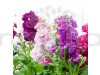 Stock Matthiola Incana Double Mixed Color Flowering Seeds