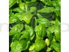 Sweet Basil Genovese Green Classic Herb Seeds