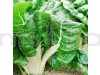 Swiss Chard Vegetable Seeds
