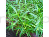 Tarragon Herb Seeds