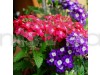 Verbena Quartz Mixed Color Flowering Seeds