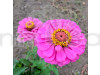 Zinnia F1 Tall Pink Flowering Seeds