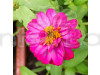 Zinnia F1 Tall Purple Flowering Seeds