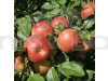 Aanna apple Fruit Plant