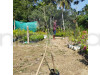 Swauet Tarmarek Fruit Plant
