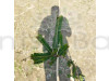 Dream Mall Amra Fruit Plant (All Time)