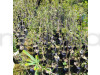 Dream Mall Amra Fruit Plant (All Time)