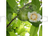 All time chalta / elephant apple- plant