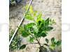 All Time Kagzi Lemon Fruit Plant