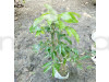 All time thai variety lychee plant