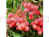 All time thai variety lychee plant