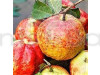 Allahabad Guava-Fruit Plant