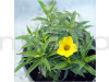 Allamanda Flower Plant