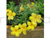 Allamanda Flower Plant