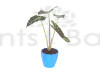 Alocasia Amazonica