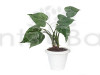 Alocasia Cucullata