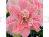 Ameraj Lili Pink Shaded Flower Bulbs