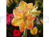 Ameraj Lili Yellow & Orange Shaded Flower Bulbs