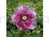 Americans Hibiscus Purple, Red & White Shade Flower Plant