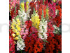 Antirrhinum Dwarf Mixed Hybrid Flowering Seeds