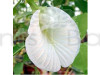 Asian pigeonwings Plant (Aprajita) White Flowering Plant