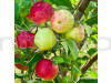 Apel Fruit Plant