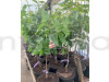 Apricot Fruit Plant