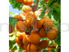 Apricot Fruit Plant