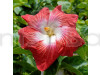 Australia Hybiscus Red & White Shade Plant