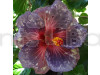 Australian Hybiscus (Purple & Pink) Plant
